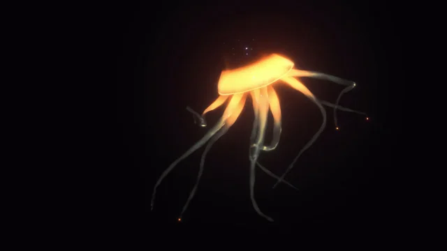 Jelly Morph — motion artwork by EZZYLAND